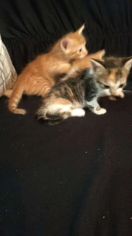 Gato ra a pelo curto idade Abaixo de 2 meses nome sem nome