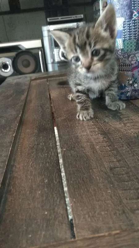 Gato ra a pelo curto idade Abaixo de 2 meses nome sem nome