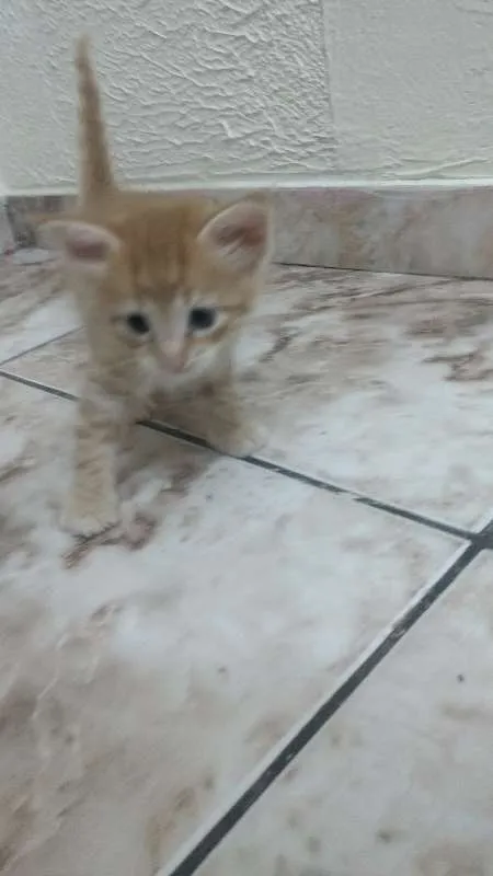 Gato ra a pelo curto idade Abaixo de 2 meses nome sem nome