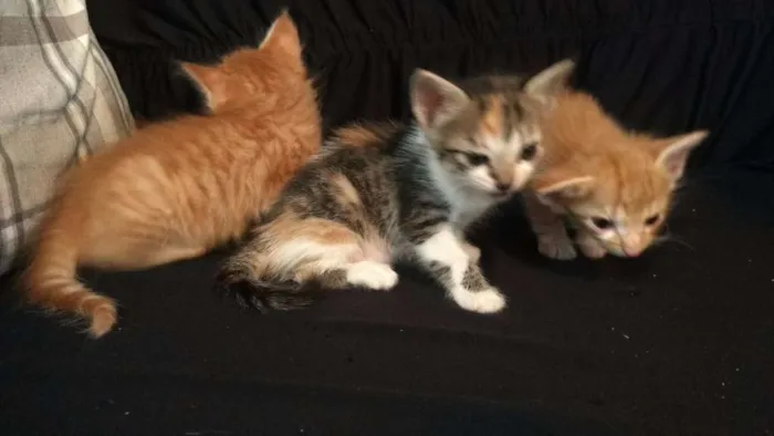 Gato ra a pelo curto idade Abaixo de 2 meses nome sem nome