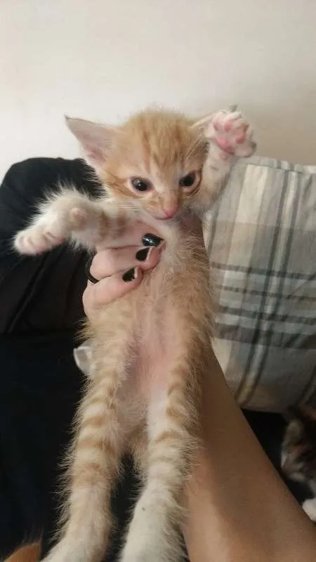 Gato ra a pelo curto idade Abaixo de 2 meses nome sem nome