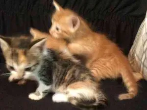 Gato raça pelo curto idade Abaixo de 2 meses nome sem nome