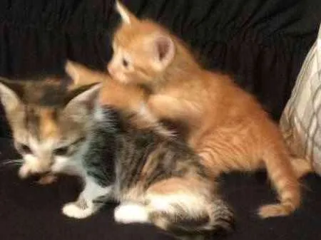 Gato ra a pelo curto idade Abaixo de 2 meses nome sem nome