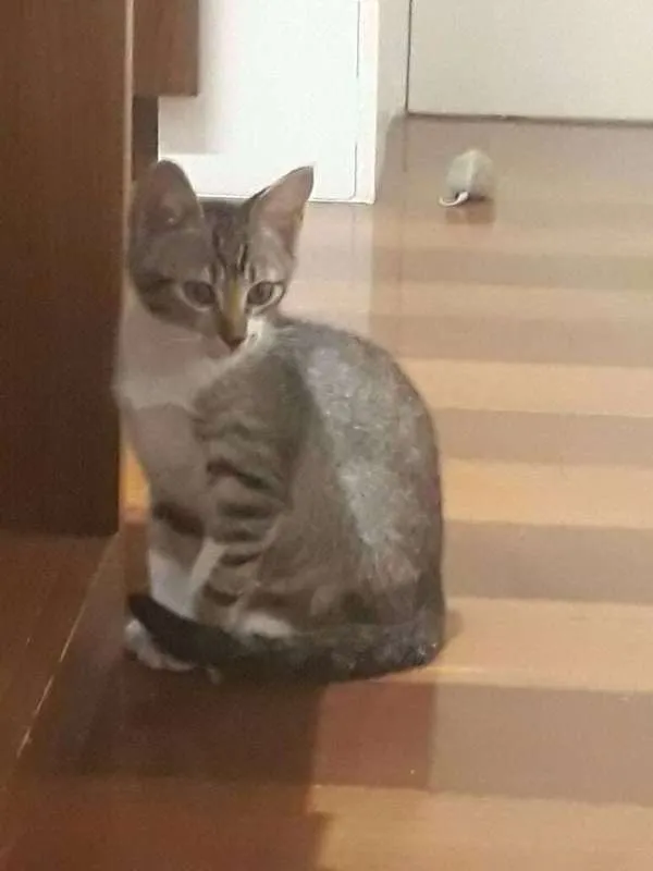 Gato ra a SRD idade 2 a 6 meses nome Juno 
