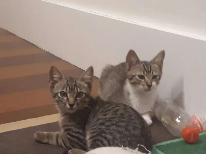 Gato ra a SRD idade 2 a 6 meses nome Juno 