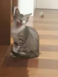 Juno