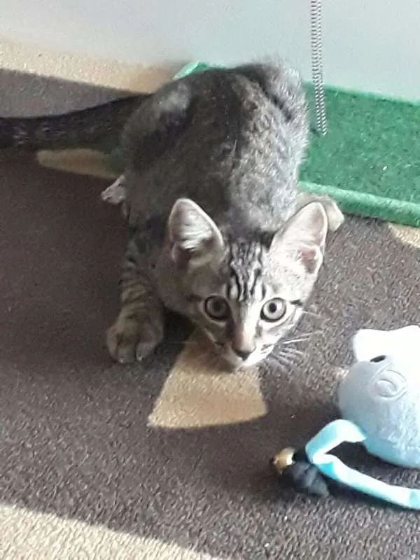 Gato ra a SRD idade 2 a 6 meses nome Lipe