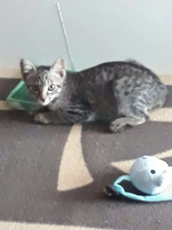Gato ra a SRD idade 2 a 6 meses nome Lipe