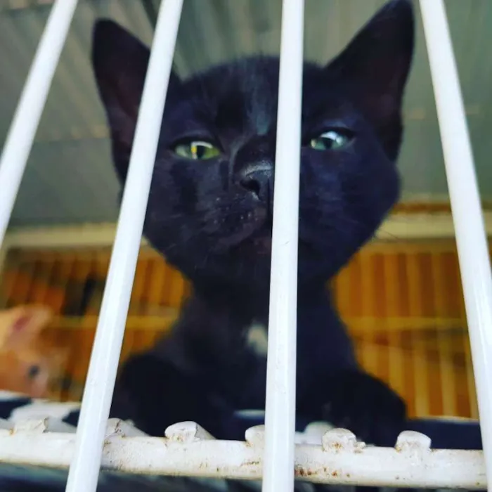 Gato ra a SRD idade 2 a 6 meses nome Maurinho