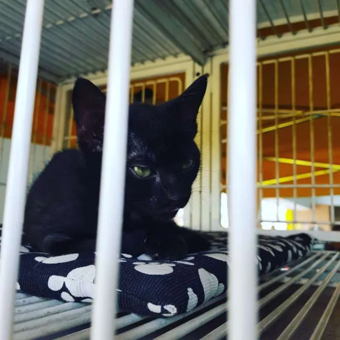 Gato ra a SRD idade 2 a 6 meses nome Maurinho