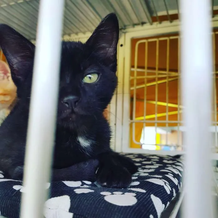 Gato ra a SRD idade 2 a 6 meses nome Maurinho