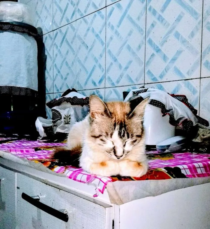 Gato raça Mistura de siamês idade 7 a 11 meses nome Branquinho