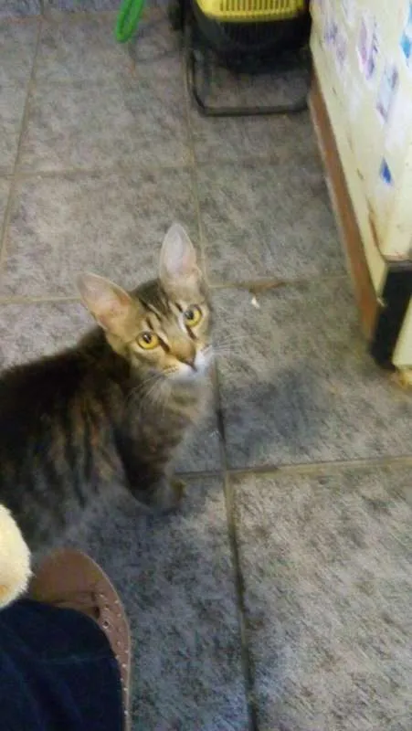 Gato ra a SRD idade 7 a 11 meses nome Luna
