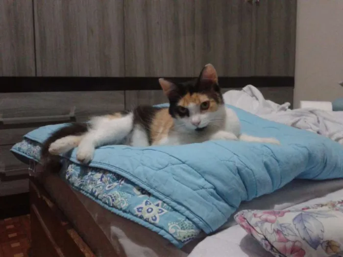 Gato ra a SRD idade 7 a 11 meses nome Felicity
