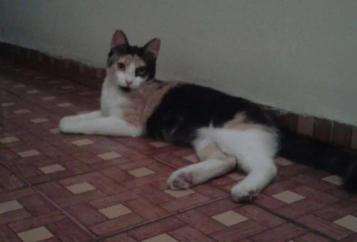 Gato ra a SRD idade 7 a 11 meses nome Felicity