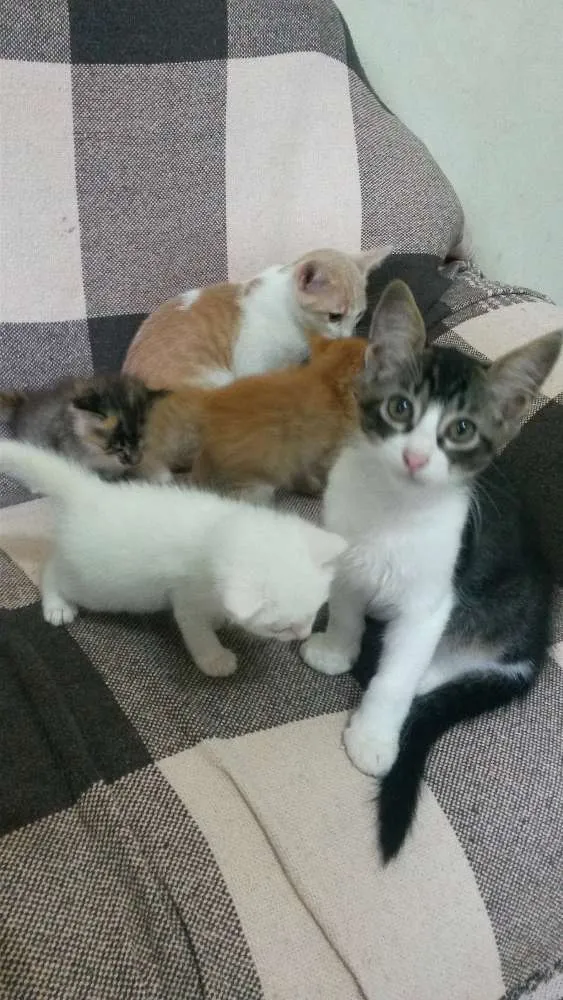 Gato ra a indefinido  idade Abaixo de 2 meses nome Filhotes