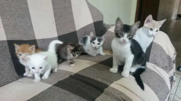 Gato ra a indefinido  idade Abaixo de 2 meses nome Filhotes