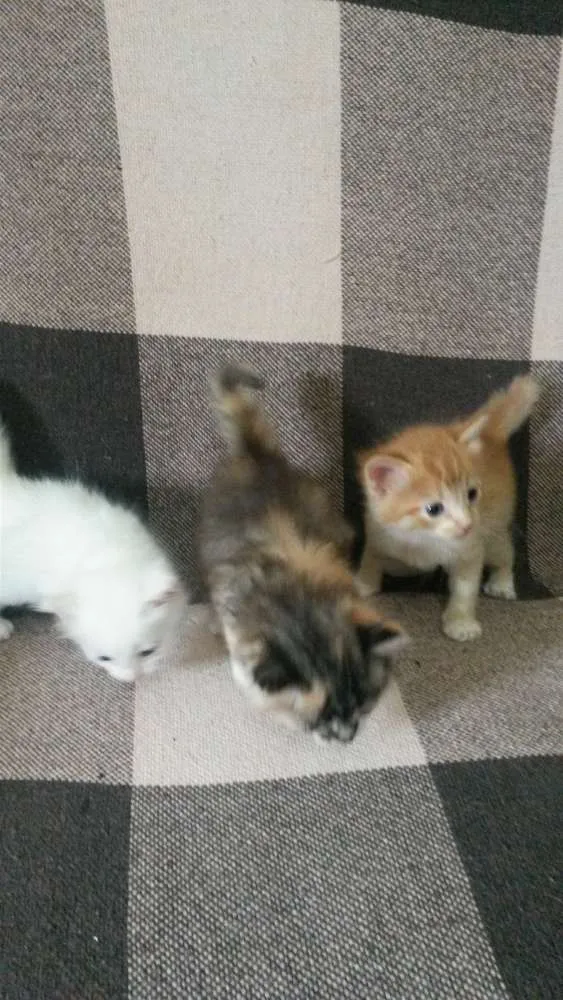 Gato ra a indefinido  idade Abaixo de 2 meses nome Filhotes