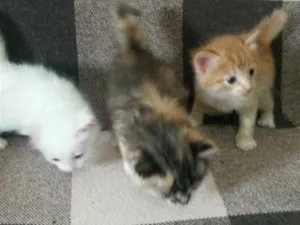 Gato raça indefinido  idade Abaixo de 2 meses nome Filhotes