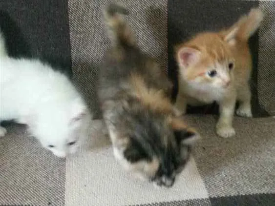 Gato ra a indefinido  idade Abaixo de 2 meses nome Filhotes