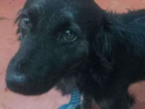 Cachorro raça Vira lata idade 1 ano nome Zeus e Pandora
