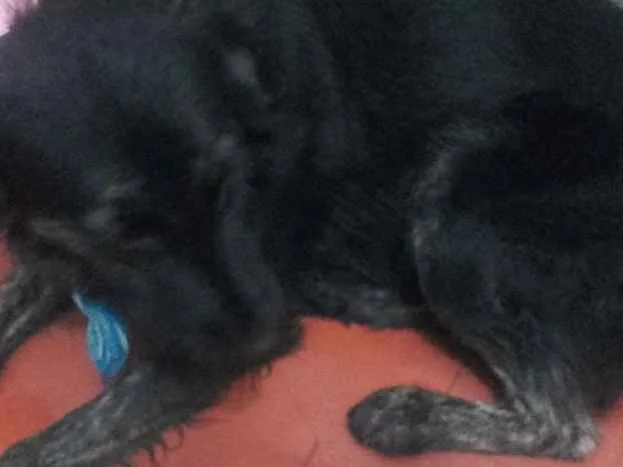 Cachorro raça Vira lata idade 1 ano nome Zeus e Pandora
