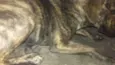 Zeus e Pandora