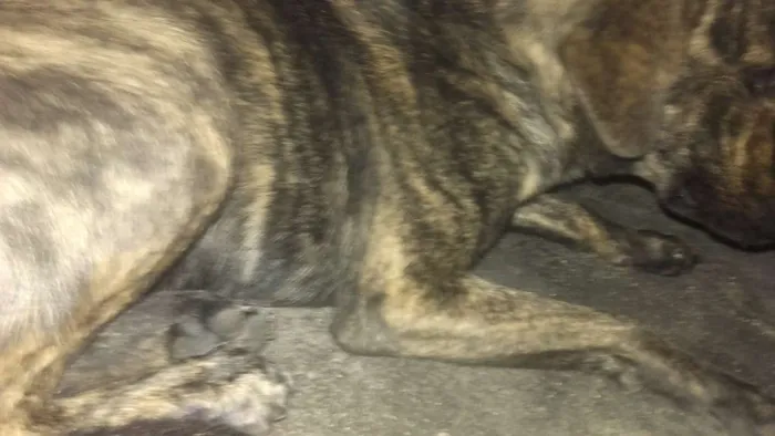 Cachorro raça Vira lata idade 1 ano nome Zeus e Pandora