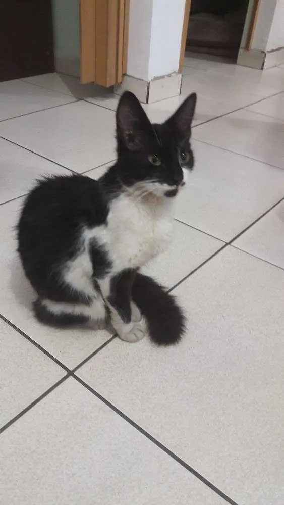 Gato ra a Indefinido  idade 7 a 11 meses nome Mika 
