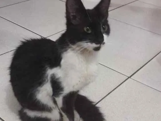 Gato ra a Indefinido  idade 7 a 11 meses nome Mika 