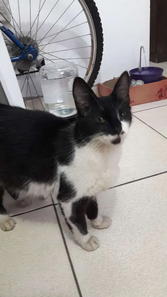 Gato ra a Indefinido  idade 7 a 11 meses nome Mika 