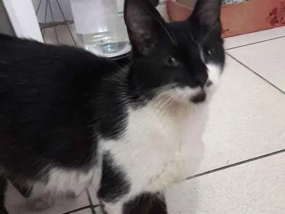 Gato ra a Indefinido  idade 7 a 11 meses nome Mika 