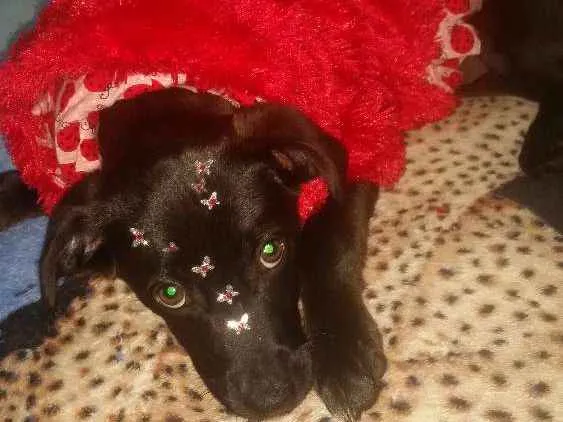 Cachorro ra a Srd idade 2 a 6 meses nome Amy