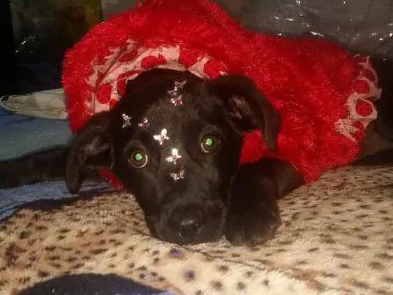 Cachorro ra a Srd idade 2 a 6 meses nome Amy