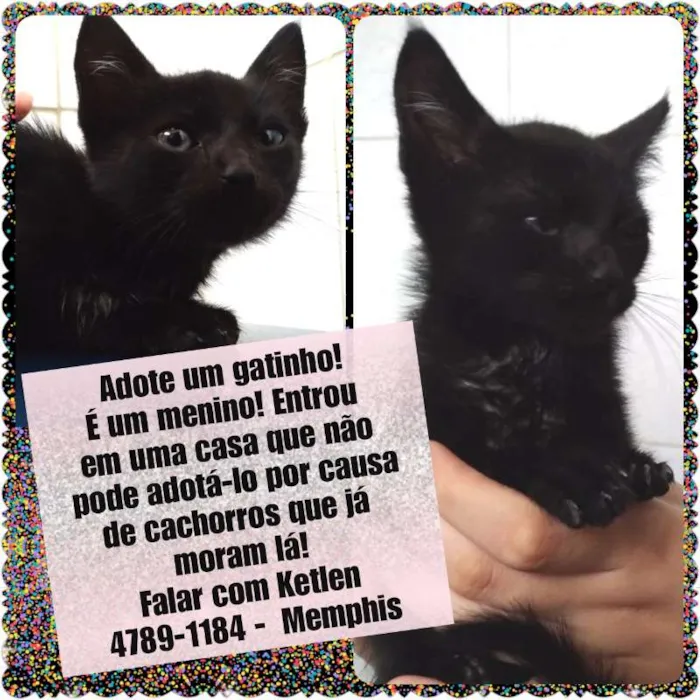 Gato raça ND idade 2 a 6 meses nome Jack Daniel's