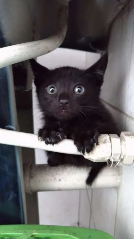 Gato raça ND idade 2 a 6 meses nome Jack Daniel's