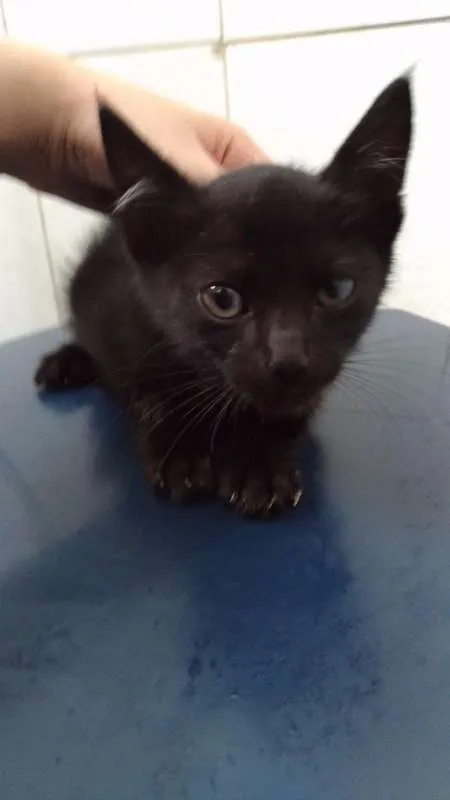 Gato raça ND idade 2 a 6 meses nome Jack Daniel's