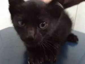 Gato raça ND idade 2 a 6 meses nome Jack Daniel's