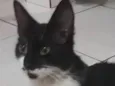 Mika 