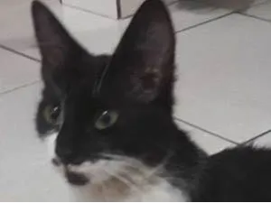 Gato raça Indefinido  idade 7 a 11 meses nome Mika 