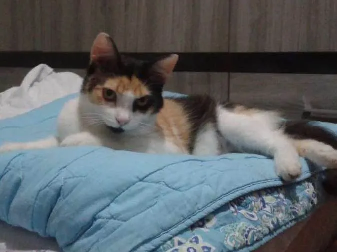Gato ra a SRD idade 7 a 11 meses nome Felicity