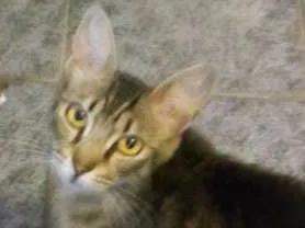 Gato raça SRD idade 7 a 11 meses nome Luna