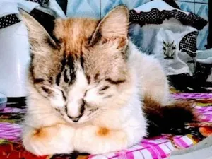 Gato raça Mistura de siamês idade 7 a 11 meses nome Branquinho
