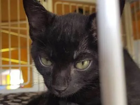 Gato ra a SRD idade 2 a 6 meses nome Maurinho