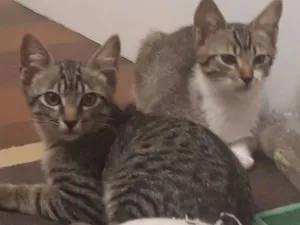 Gato raça SRD idade 2 a 6 meses nome Lipe