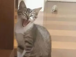Gato raça SRD idade 2 a 6 meses nome Juno 