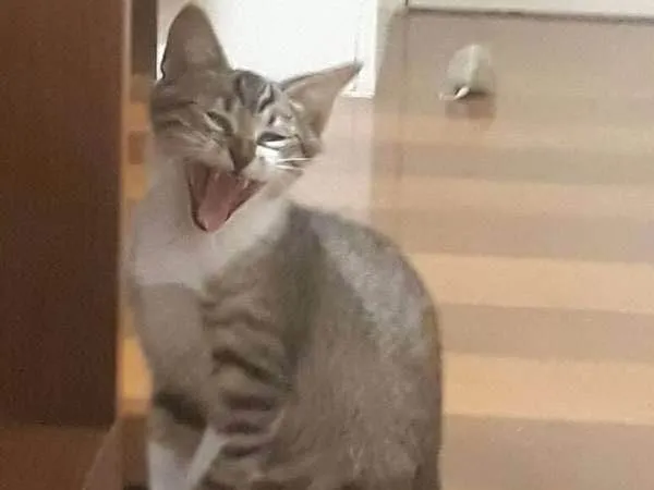 Gato ra a SRD idade 2 a 6 meses nome Juno 