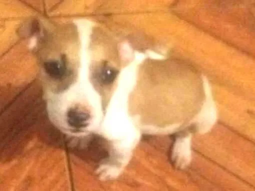 Cachorro ra a srd idade  nome Pitiquinha