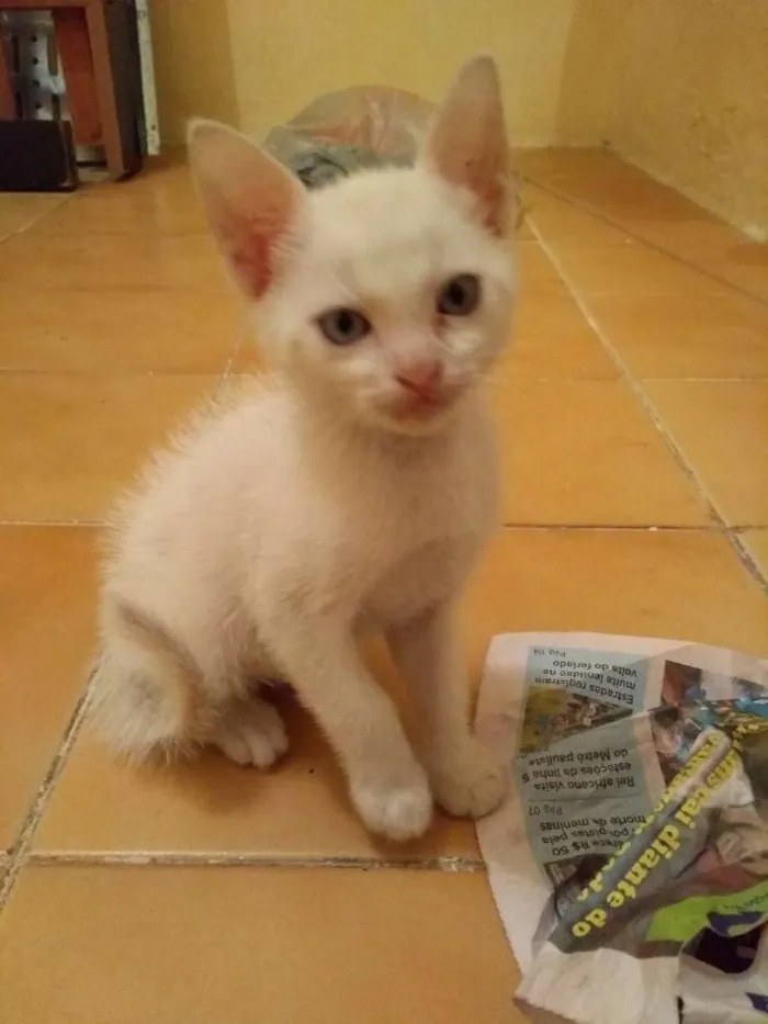 Gato ra a  idade 2 a 6 meses nome Não tem