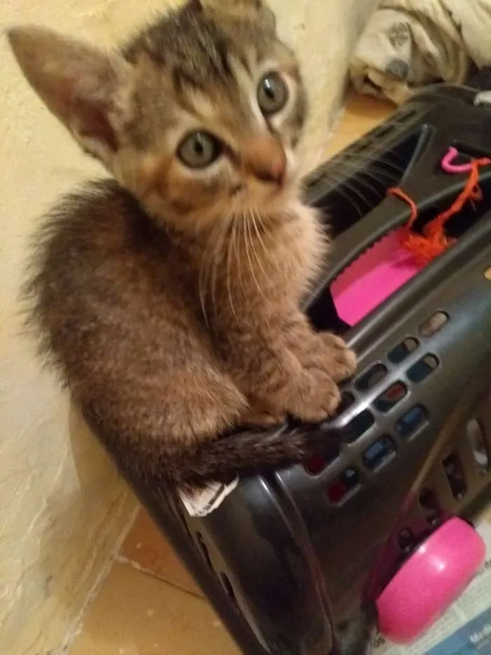 Gato ra a  idade 2 a 6 meses nome Não tem